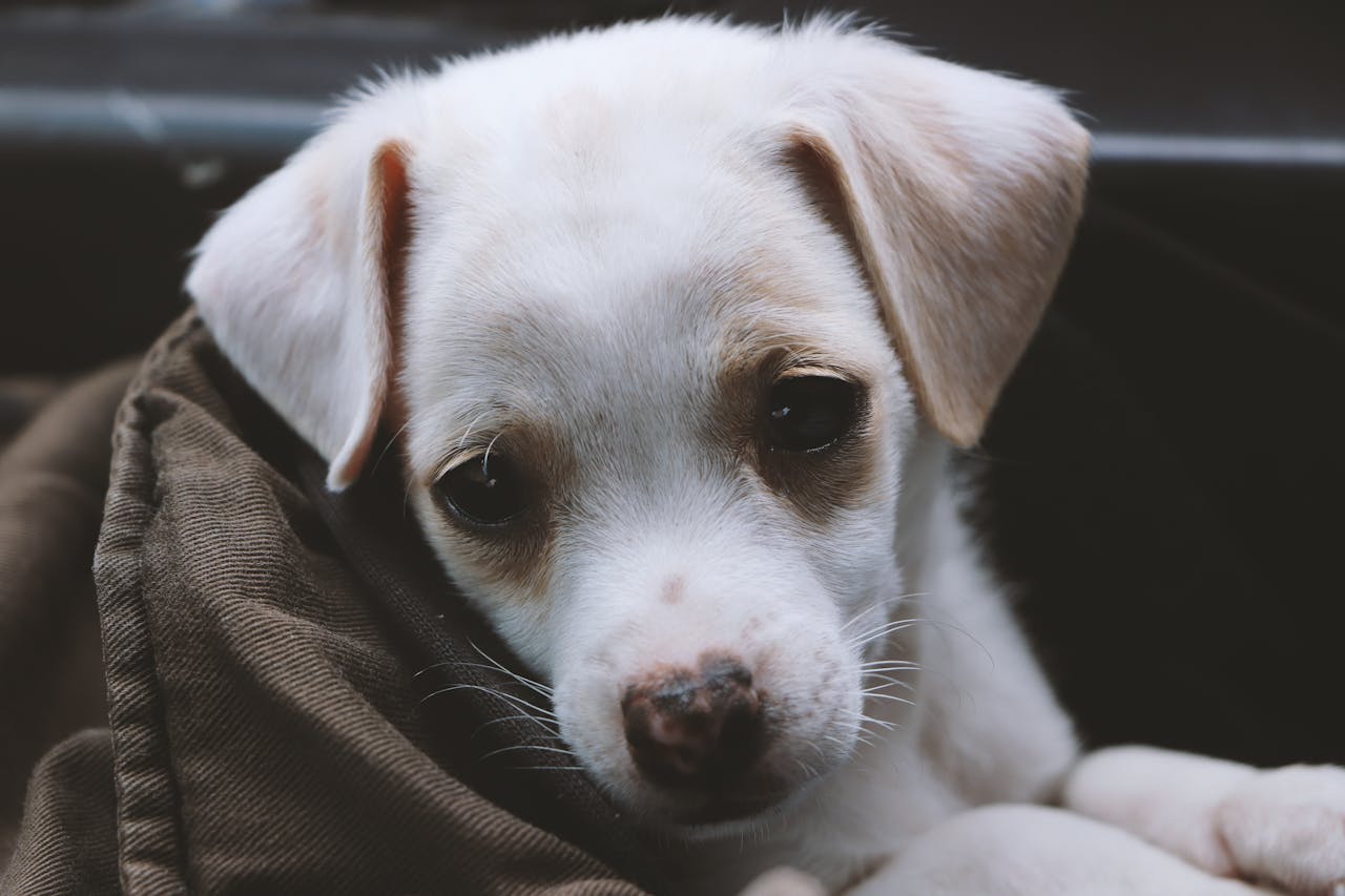 A cute white puppy snuggled in a blanket, showcasing its innocence indoors.