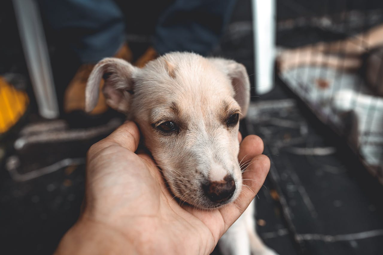 Close-up of a hand gently holding a puppy's head, evoking warmth and care.
