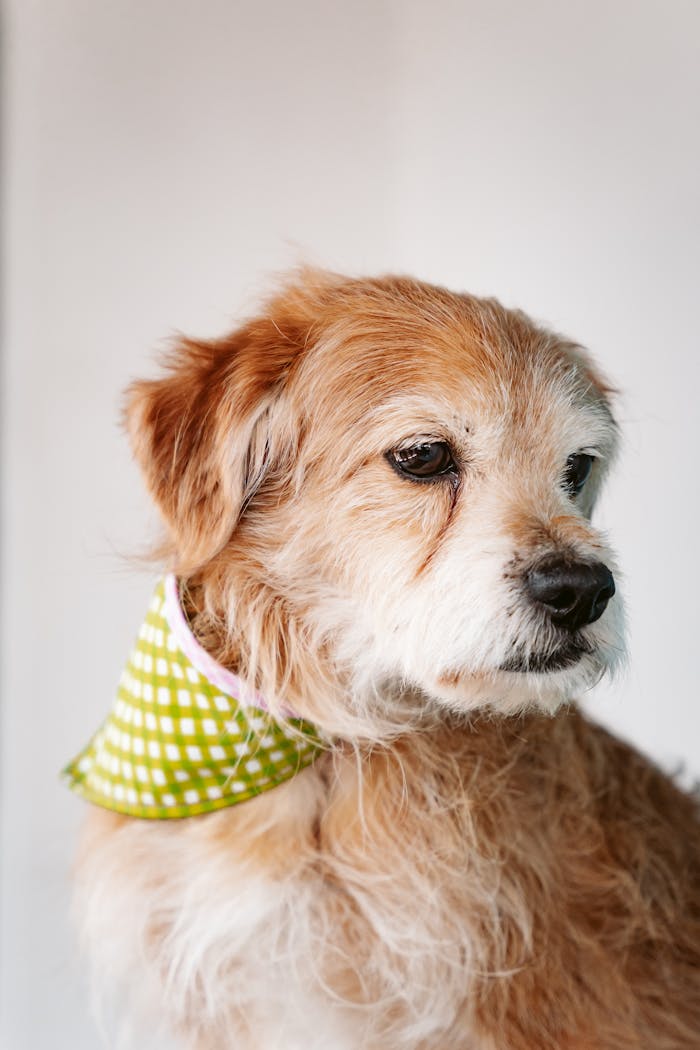 Charming portrait of a brown terrier wearing a green bandana in Mexico City.