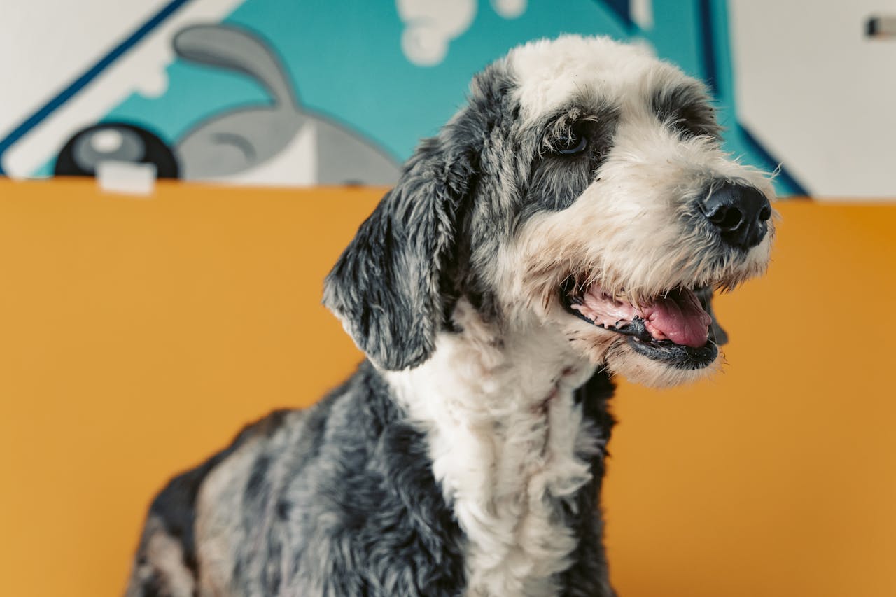 Portrait of a joyful terrier dog sitting against a vibrant orange and blue background.