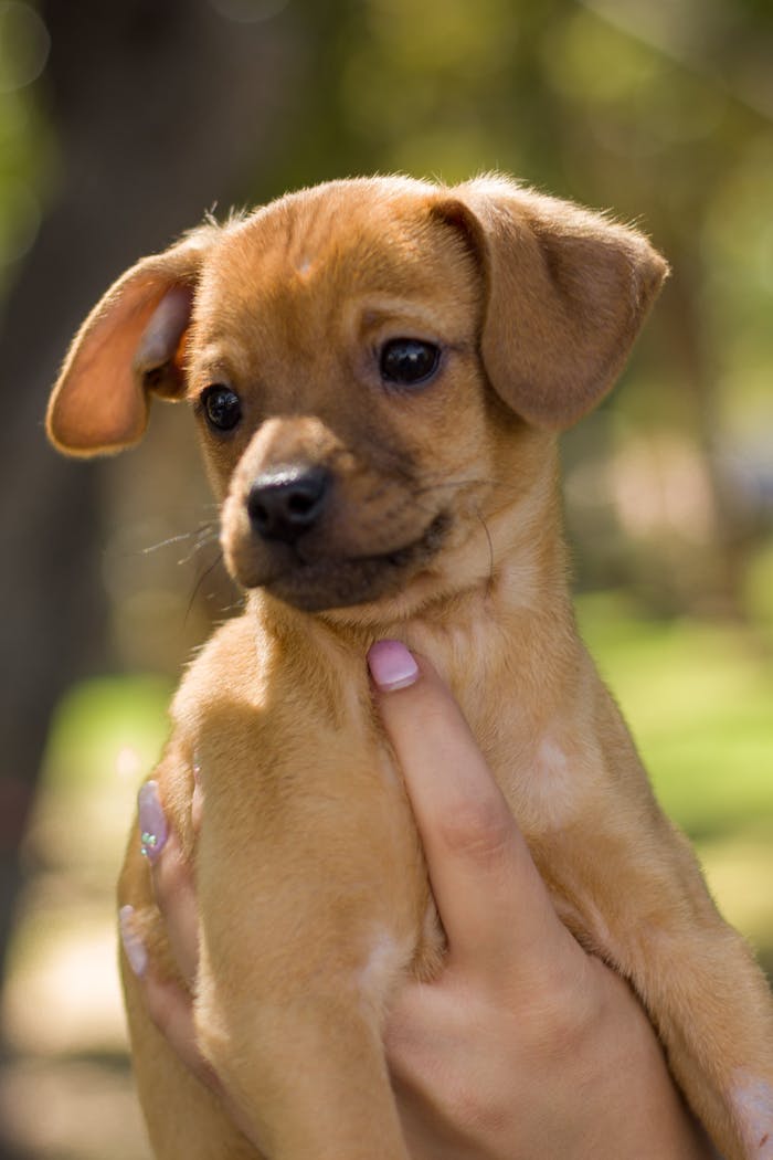 Cute brown puppy held by a woman in a sunny Mexican park, perfect for heartwarming pet portraits.
