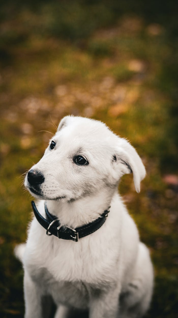 Adorable white puppy with a black collar sitting on a grassy field. Perfect for pet lovers.