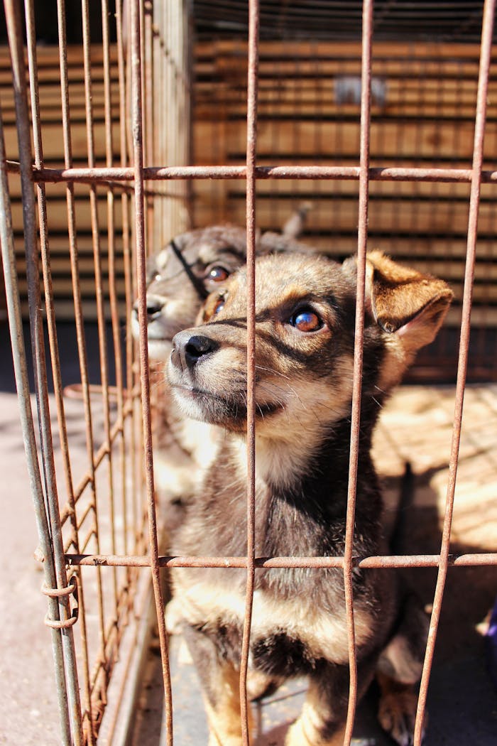 Two puppies in a cage under sunlight, depicting themes of captivity and adoption.