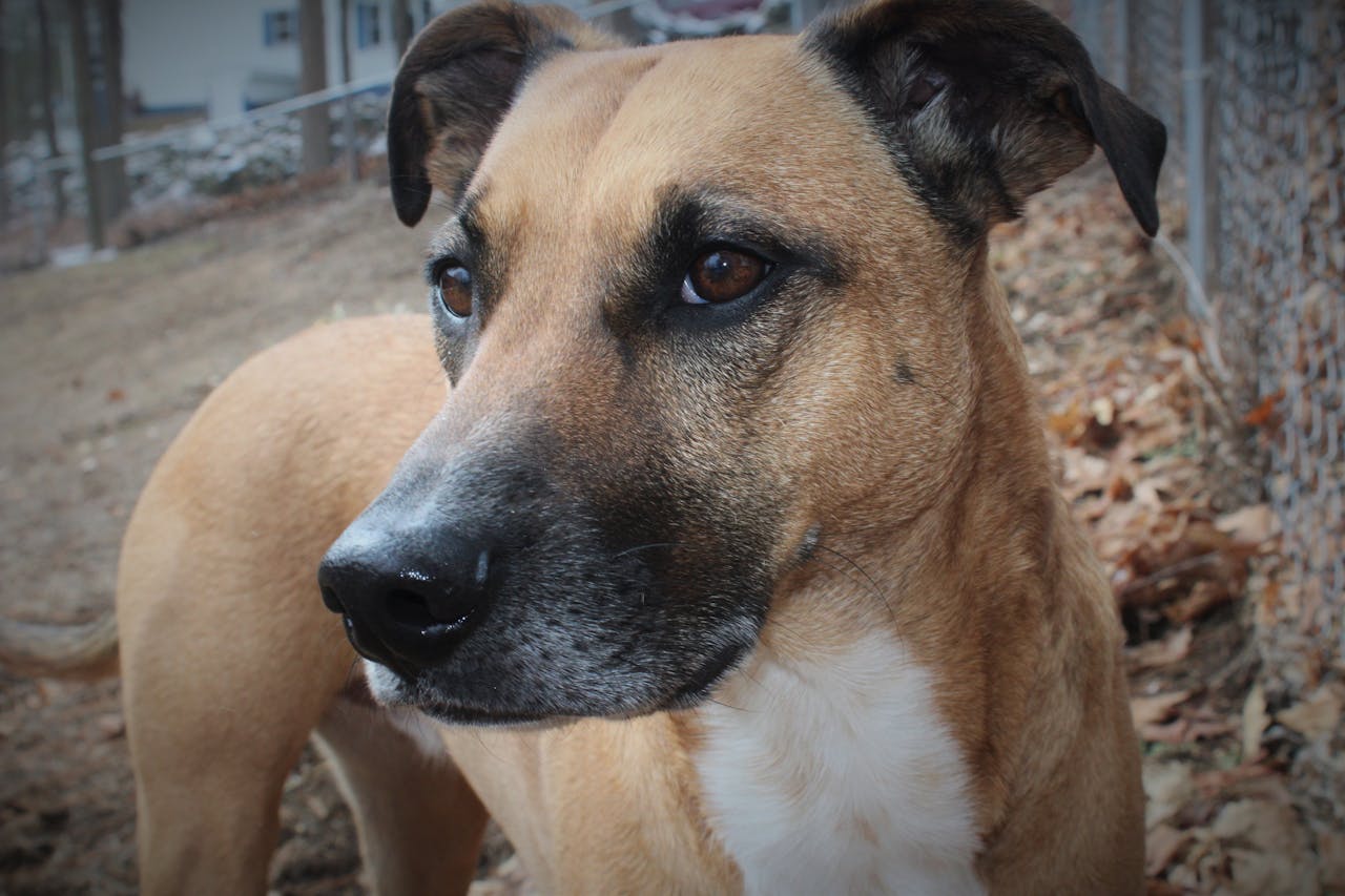 A brown dog stands outdoors, gazing intently to the side.