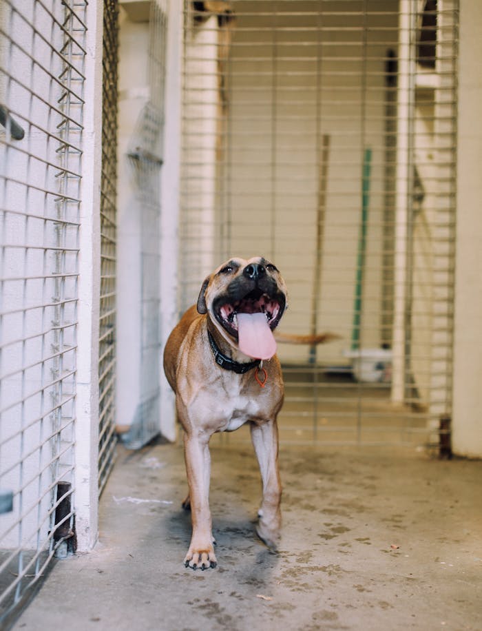 Energetic Pitbull with tongue out inside an animal shelter kennel, looking cheerful.